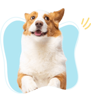 pet